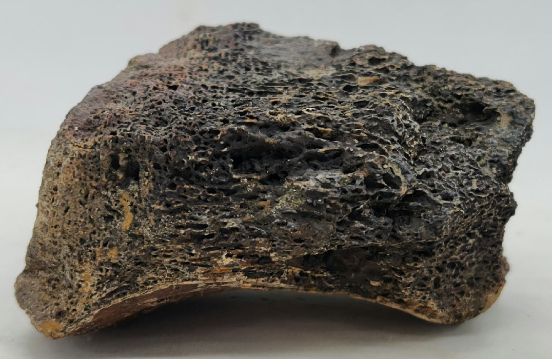 Ceratopsian Dinosaur Bone | Montana