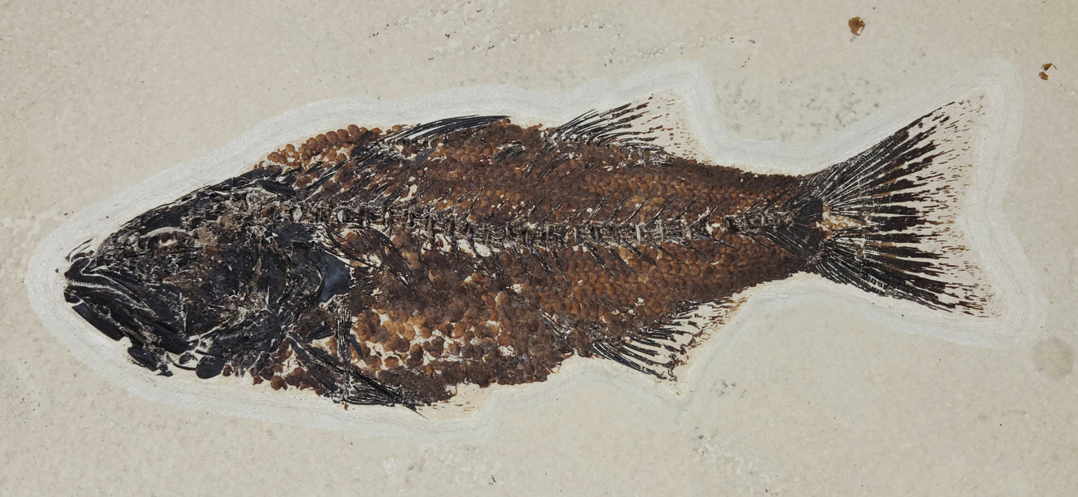 Mioplosus labracoides | Green River Formation | Wyoming