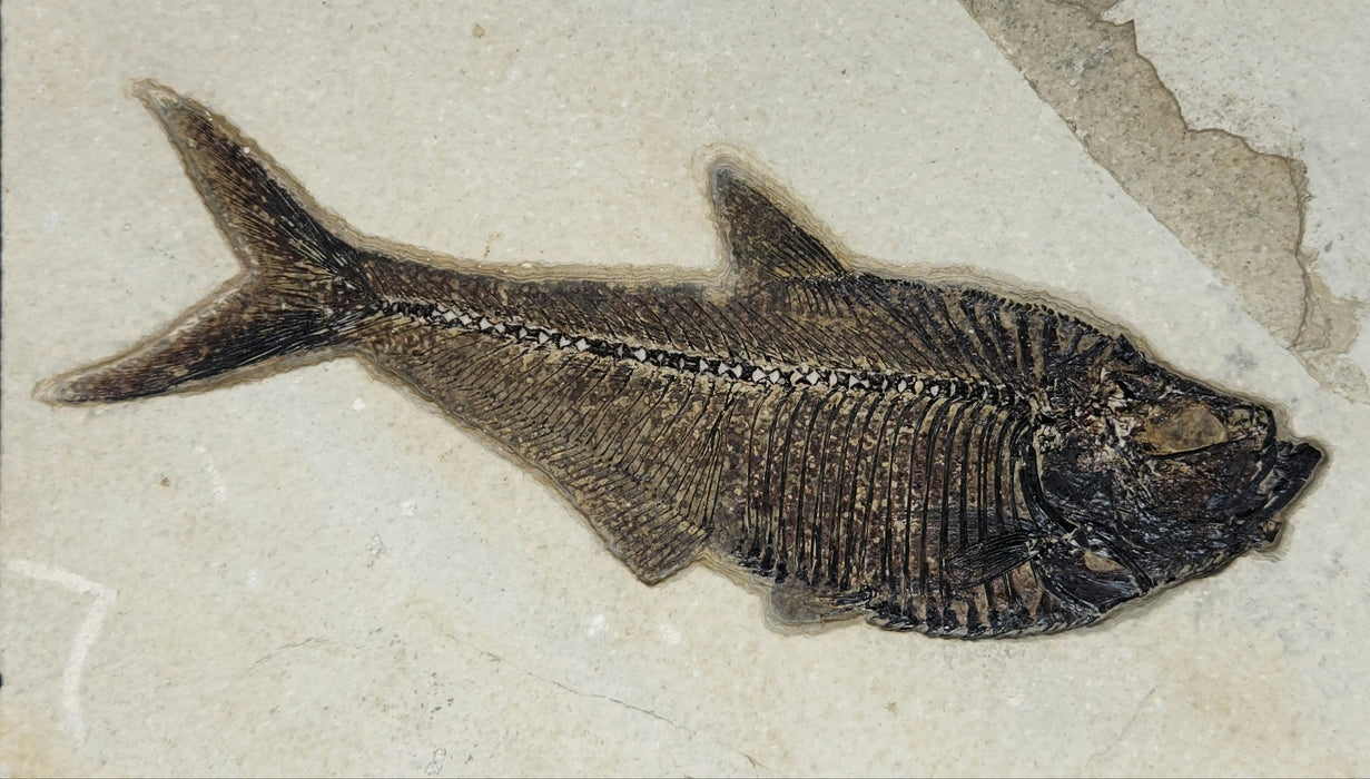 Prepare Your Own Fossil Fish