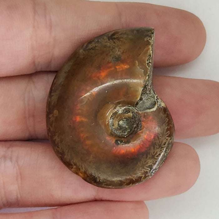 Fire Ammonites - Small | Medium | Large
