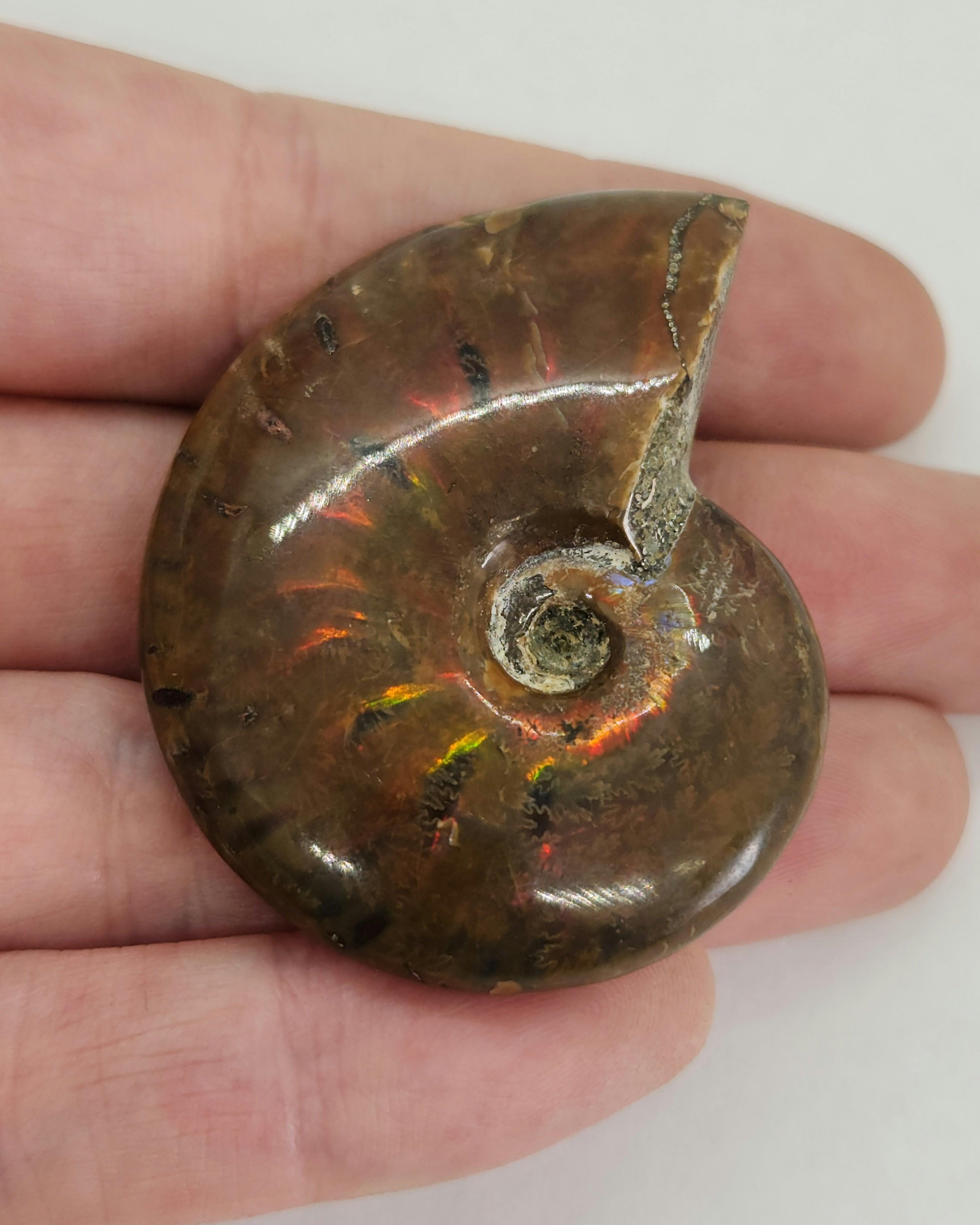 Fire Ammonites - Medium | Large 7086076461211