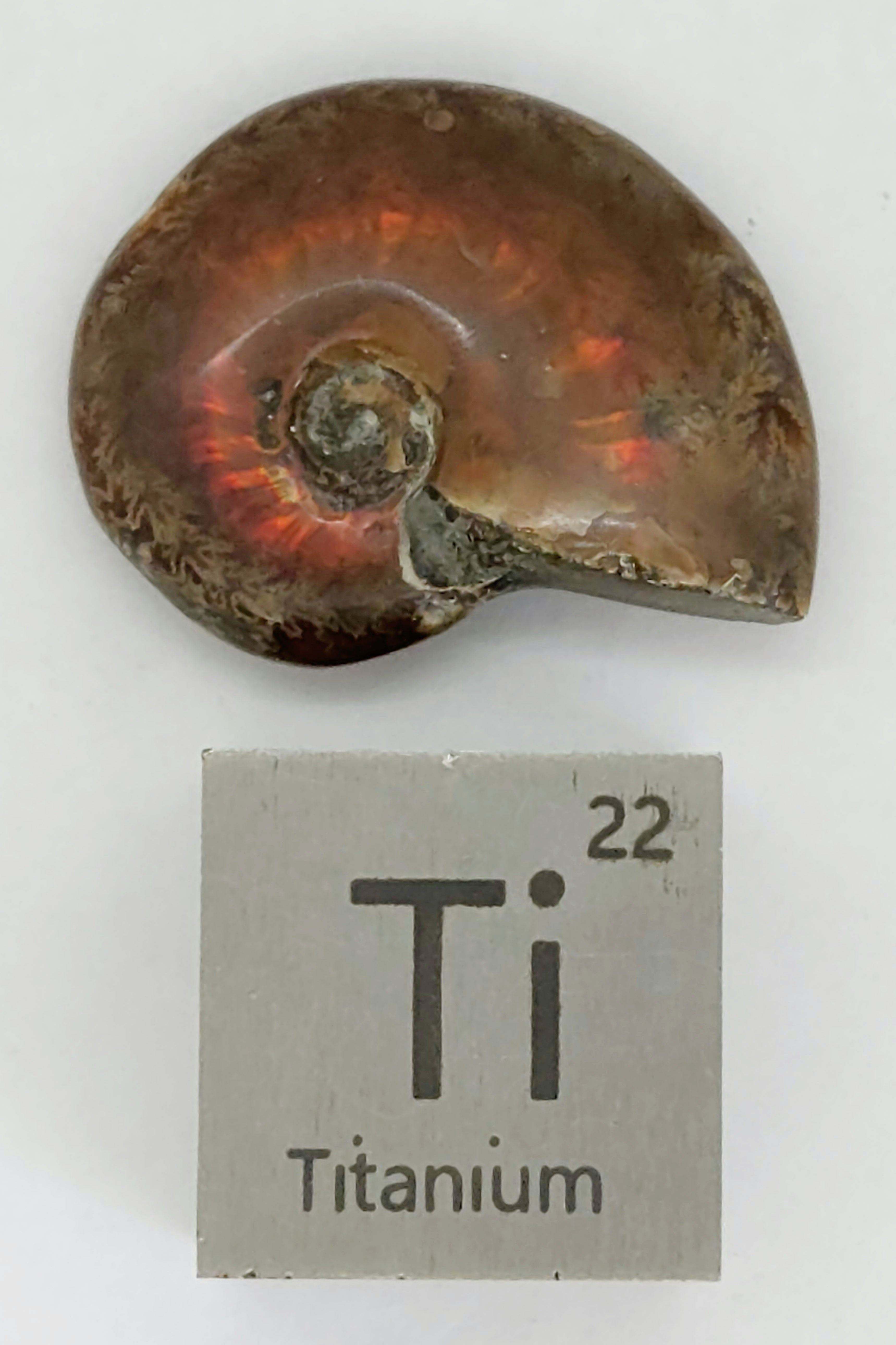 escalators Ammonite 国内プロモ 非売品 Leon Ware Fire Ammonites - Medium | Large 7086076461211