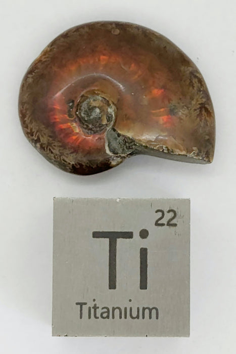 Fire Ammonites - Small | Medium | Large | Extra Large