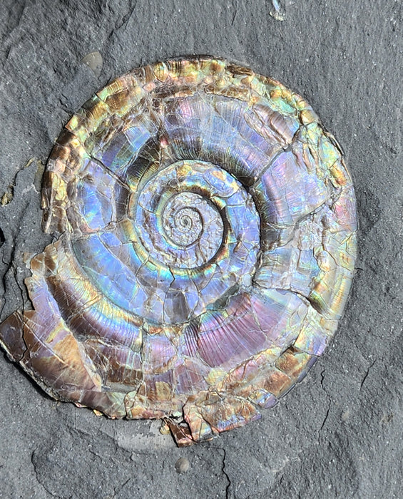 A++ Quality Psiloceras planorbis| Jurassic Rainbow Ammonite | England
