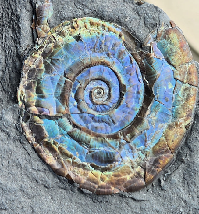 A++ Quality Psiloceras planorbis | Jurassic Rainbow Ammonite | North Somerset England