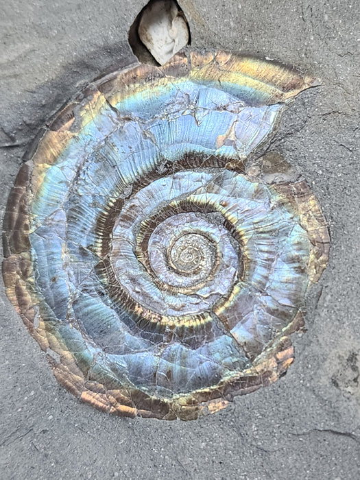 A++ Quality Double Psiloceras planorbis | Jurassic Rainbow Ammonite | North Somerset, England