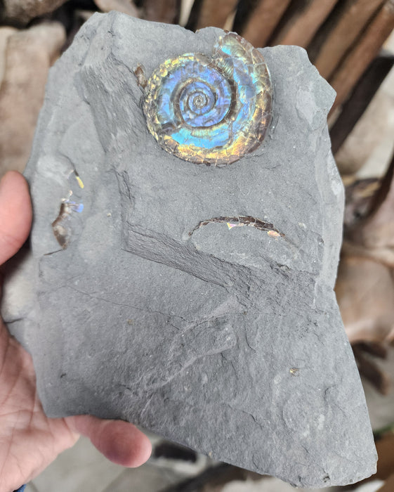 A++ Quality Psiloceras planorbis | Jurassic Rainbow Ammonite | North Somerset England