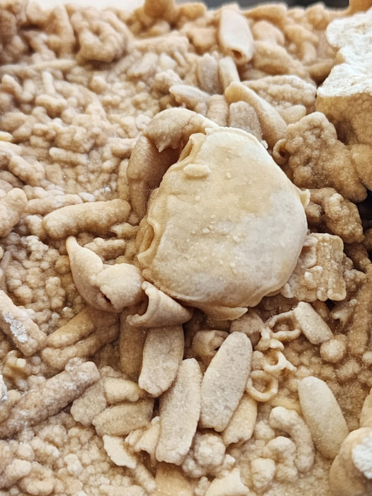 Fossil Crab Preserved In Travertine | Potamon potamios | Turkey