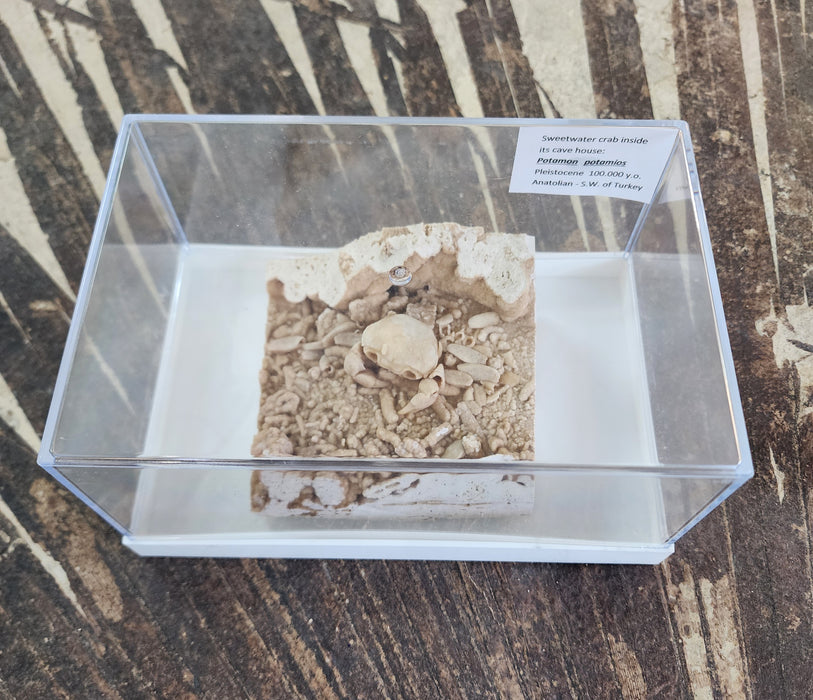 Fossil Crab Preserved In Travertine | Potamon potamios | Turkey