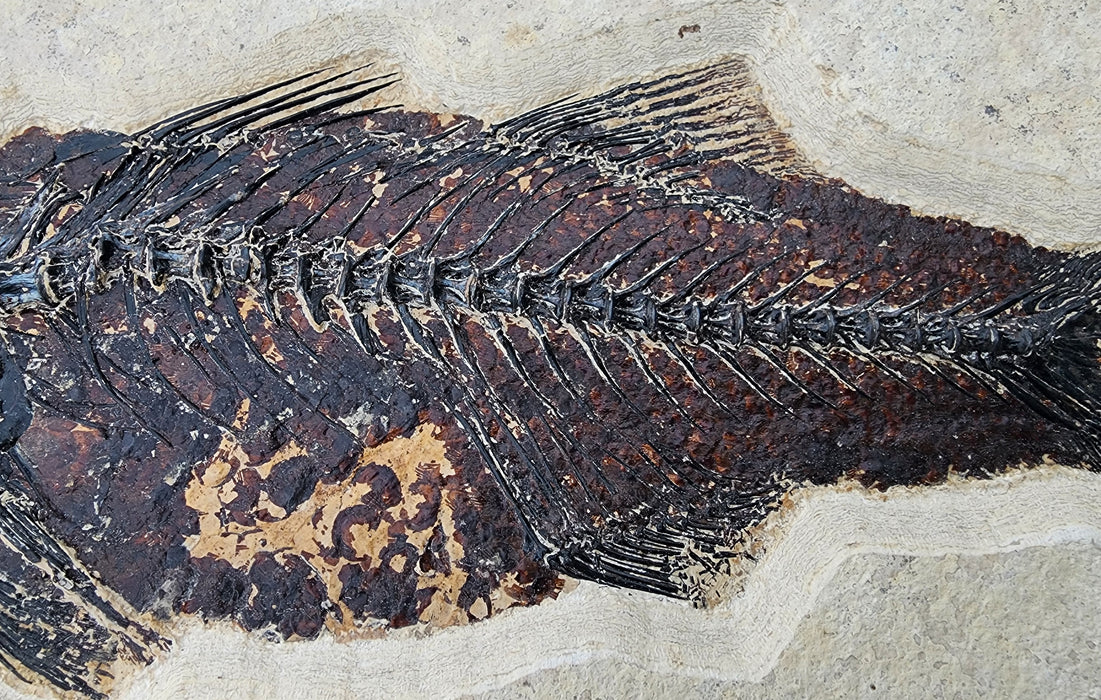 12" Mioplosus labracoides | Unrestored Fossil Fish | Wyoming