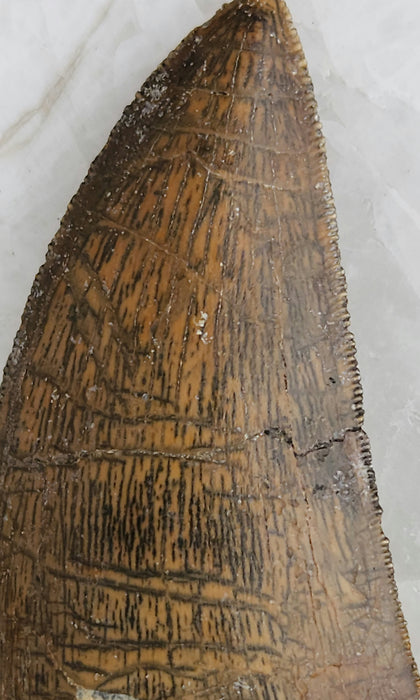 Serrated 2.5" Carcharodontosaurus Tooth | Late Cretaceous | Kem Kem Beds