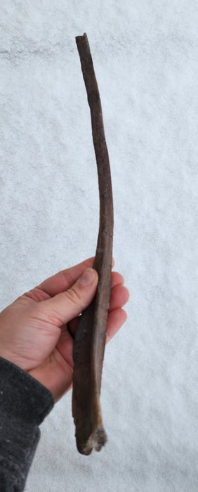 Edmontosaurus sp. Rib Bone | Montana