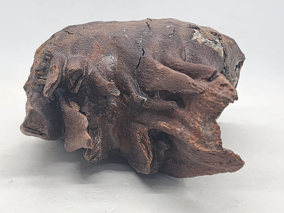 Columbian Mammoth Fossil Molar