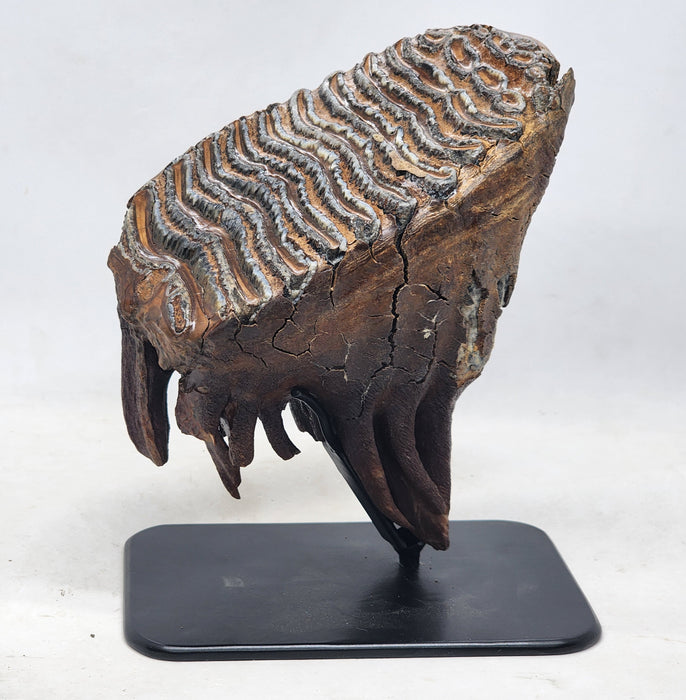 Columbian Mammoth Fossil Molar
