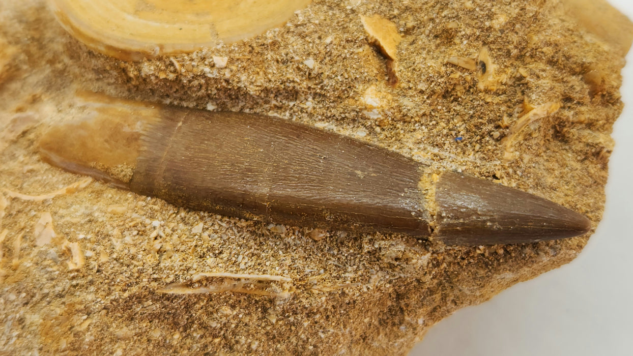 Plesiosaur Tooth in Matrix w/ shark vertebra