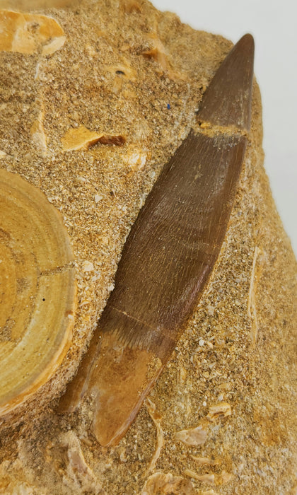 Plesiosaur Tooth in Matrix w/ shark vertebra