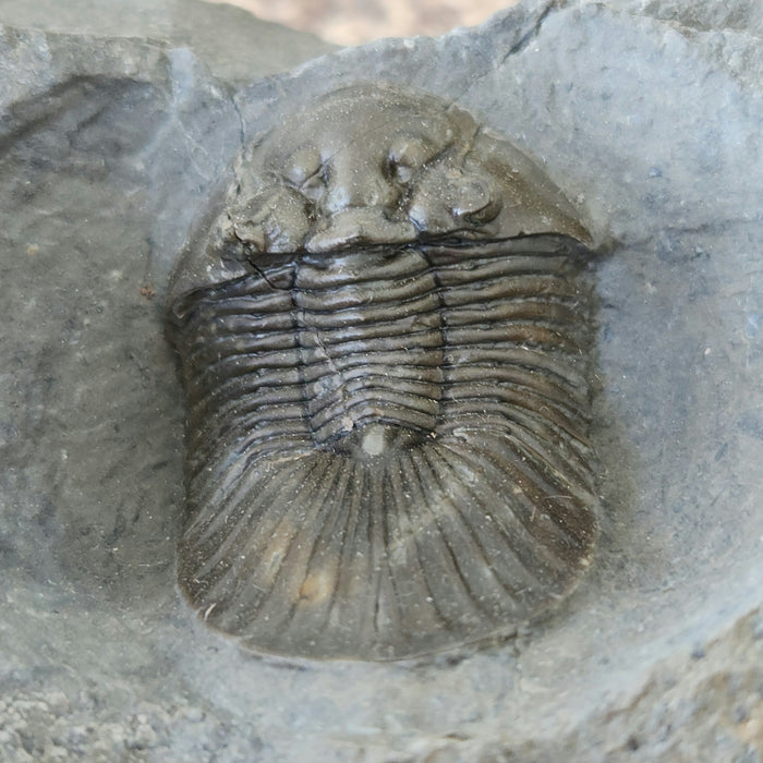 Scabriscutellum Trilobite