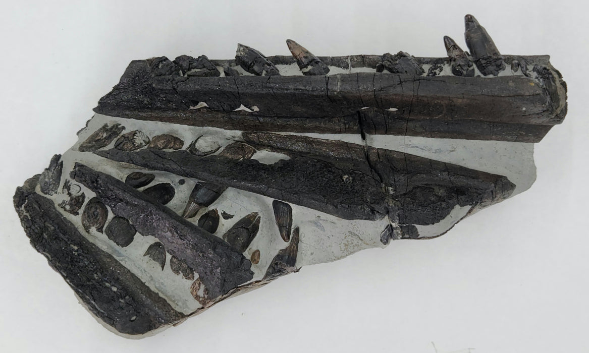 Ichthyosaurus Jaw with Teeth | England