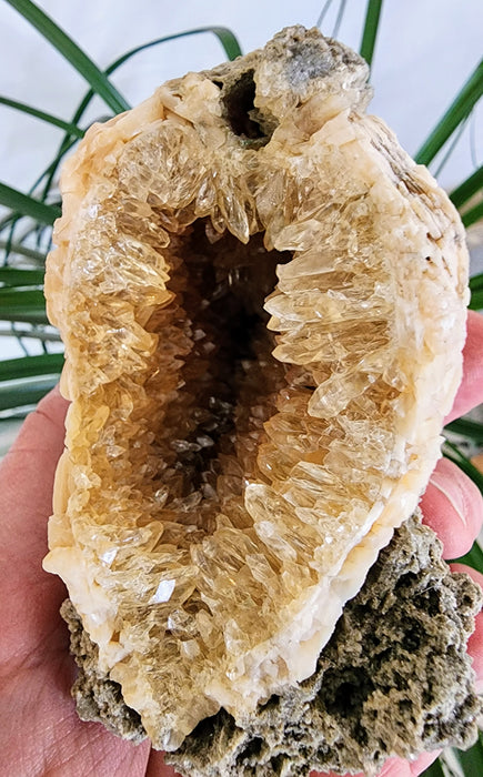 Fossil Clam Shell (Mercenaria permagna) with Honey Calcite Crystals | Okeechobee, FL