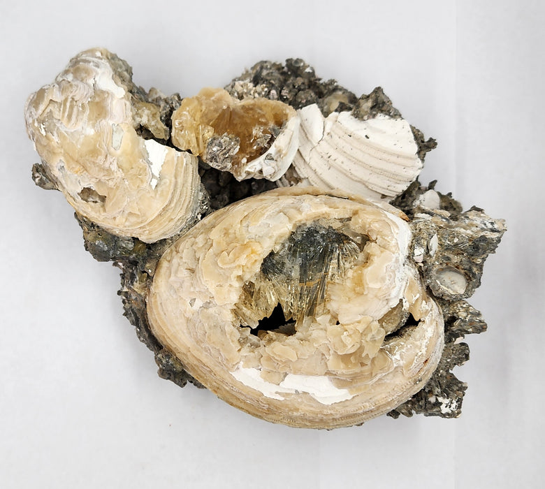Rare Multiple Fossil Clam Shells (Mercenaria permagna) with Honey Calcite Crystals | Okeechobee, FL