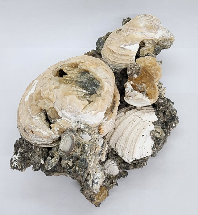 Rare Multiple Fossil Clam Shells (Mercenaria permagna) with Honey Calcite Crystals | Okeechobee, FL