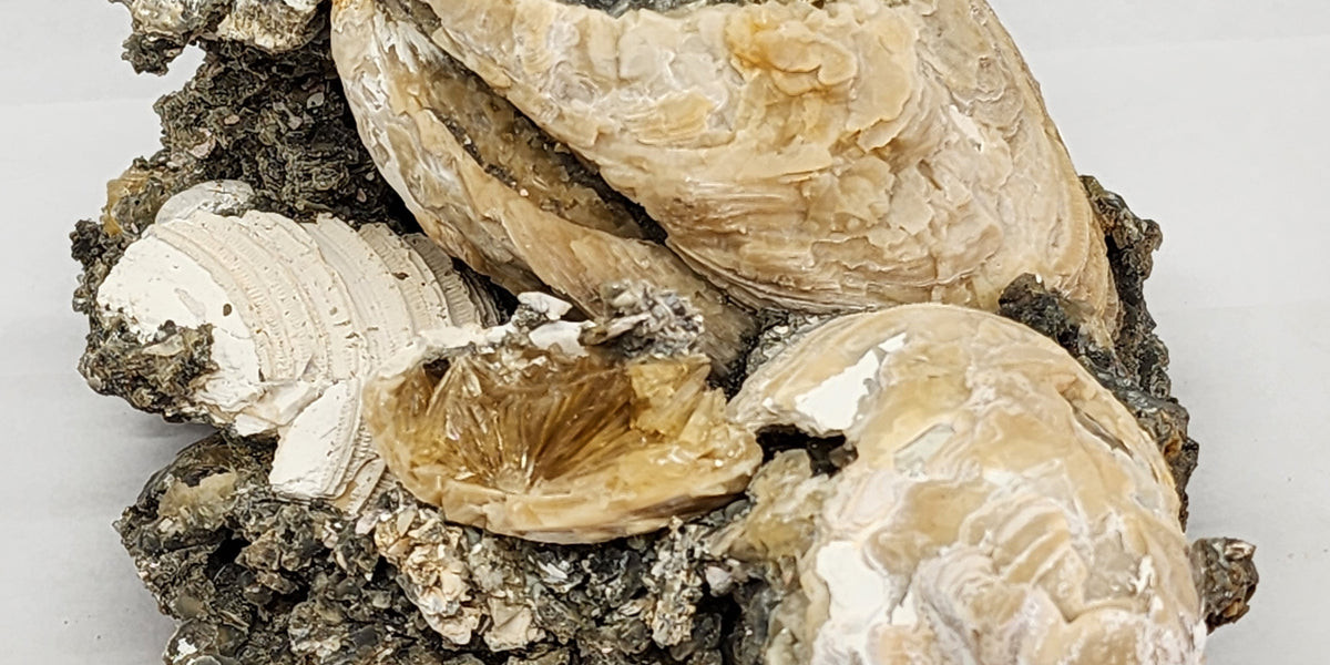 Rare Multiple Fossil Clam Shells (Mercenaria permagna) with Honey