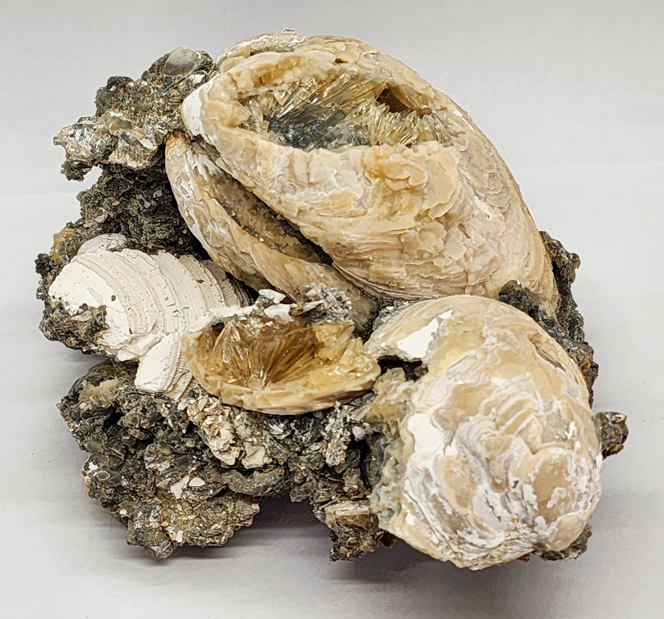 Bivalves, Brachiopods, & Gastropods