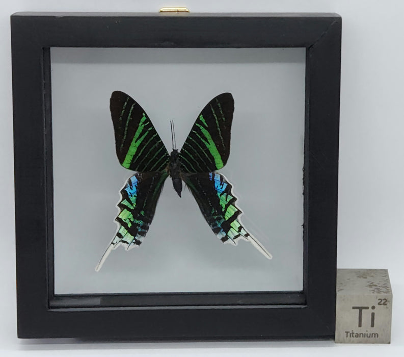 Urania leilus Moth | Medium Display