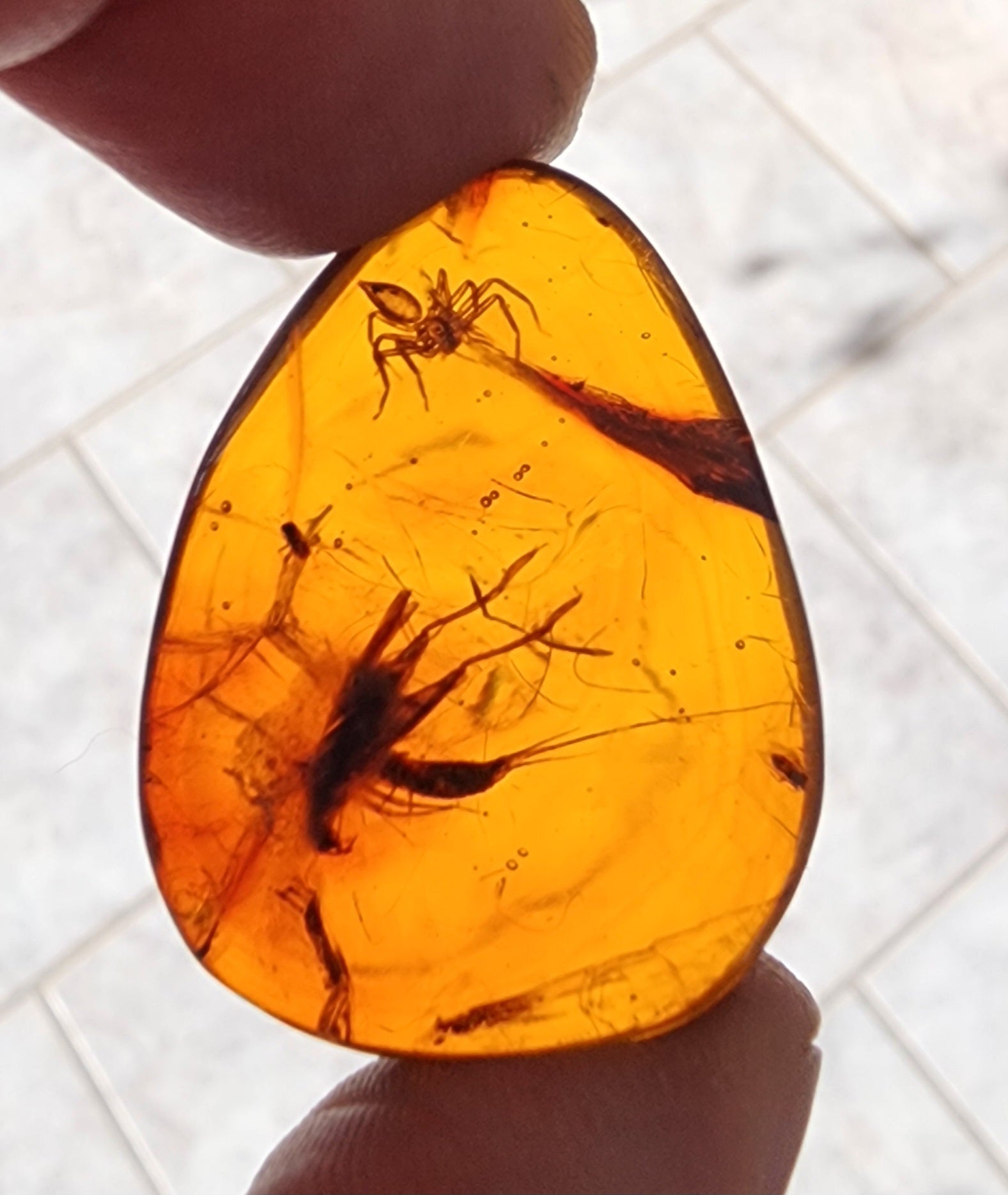Rare Burmese Amber with Cricket, Spider and Bristletail Specimen