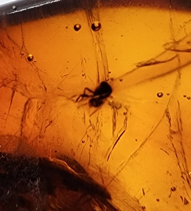 Rare Burmese Amber with Cricket, Spider and Bristletail Specimen