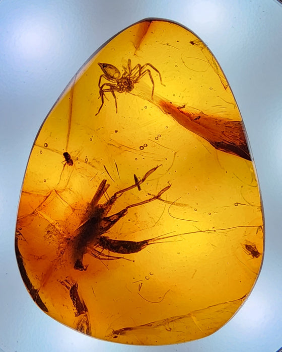 Rare Burmese Amber with Cricket, Spider and Bristletail Specimen
