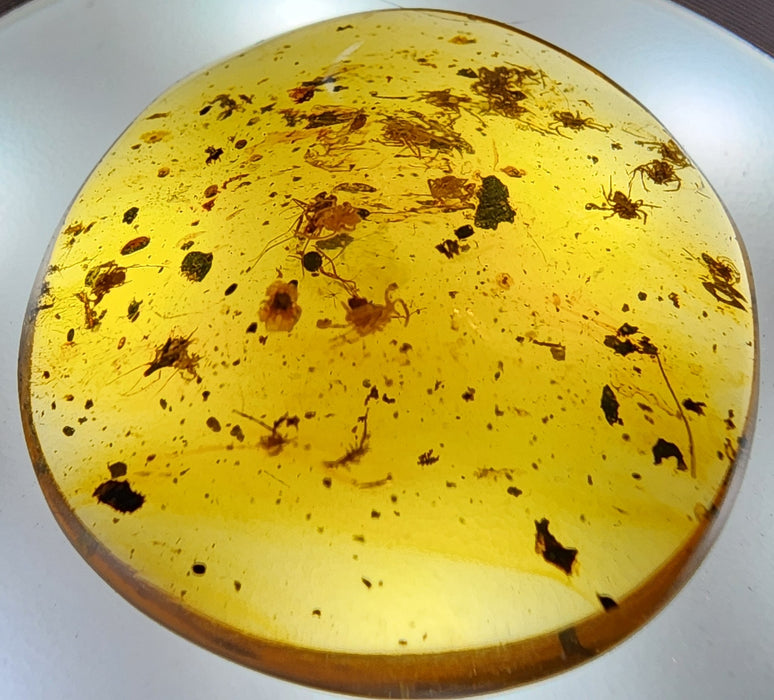 Rare Burmese Amber Spiderling Specimen