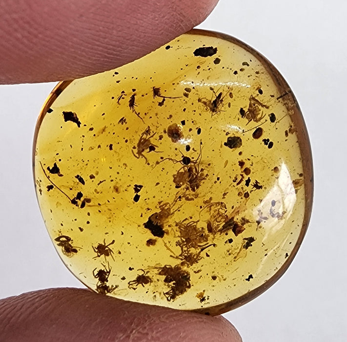 Rare Burmese Amber Spiderling Specimen