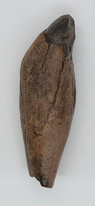 Fossil Whale Tooth | Family Physeteridae | South Carolina