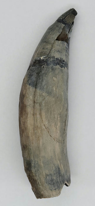 Fossil Whale Tooth | Family Physeteridae | South Carolina