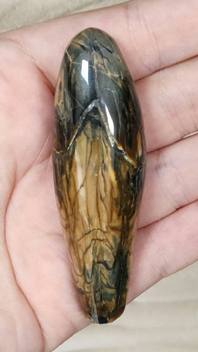 Polished Fossil Whale Tooth | Family Physeteridae | South Carolina