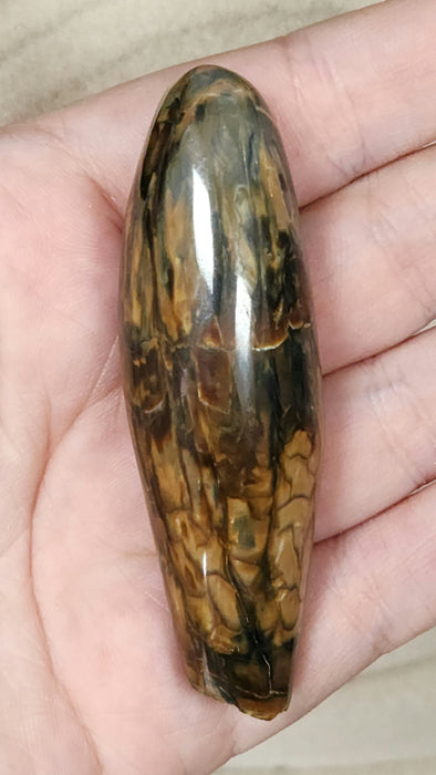 Polished Fossil Whale Tooth | Family Physeteridae | South Carolina