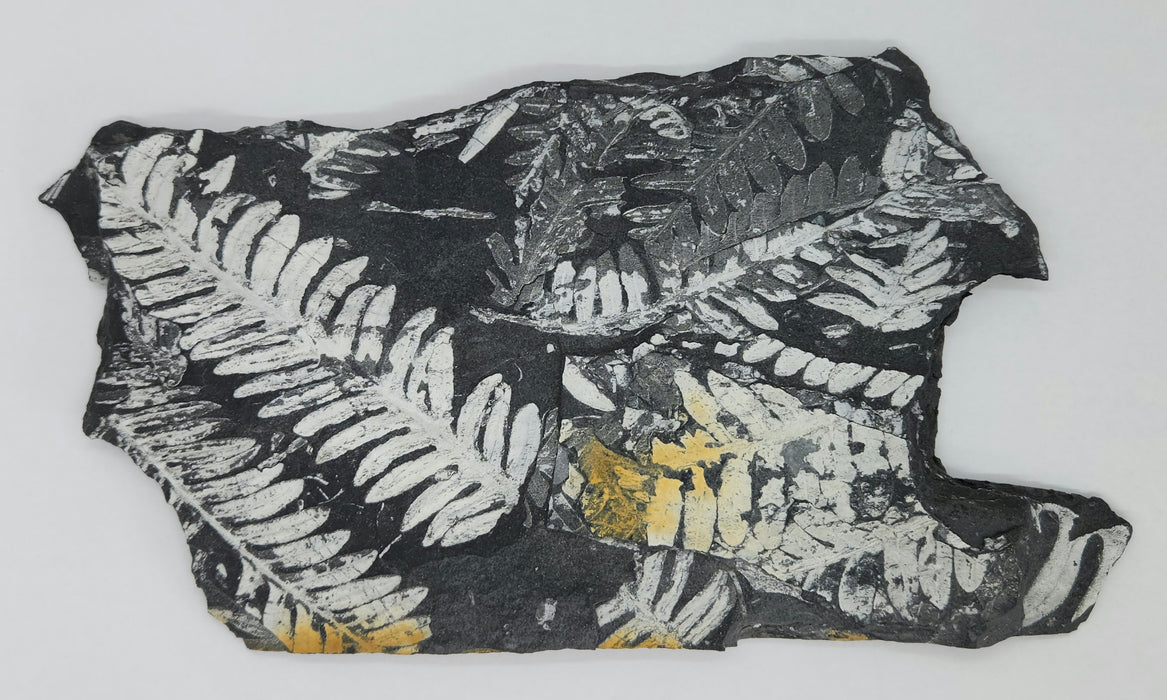 Fossil Fern | Alethopteris serlii | Pennsylvania