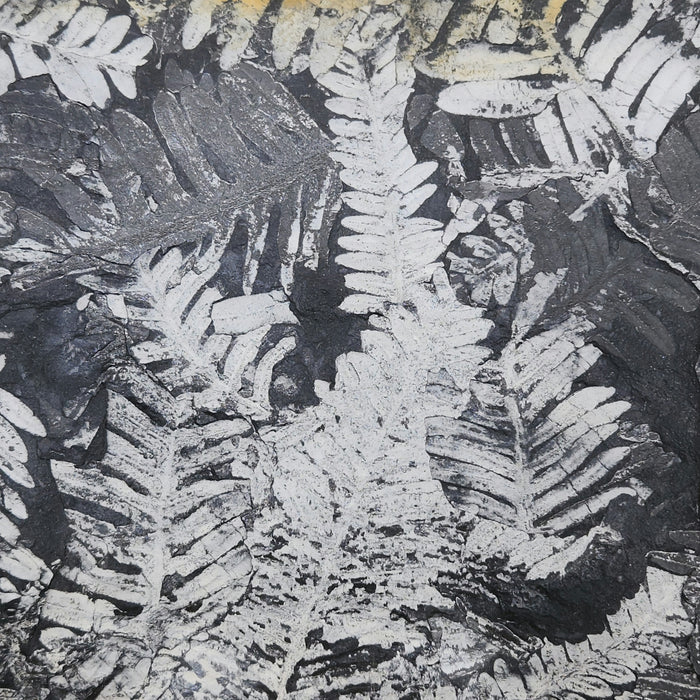 Fossil Fern | Alethopteris serlii | Pennsylvania