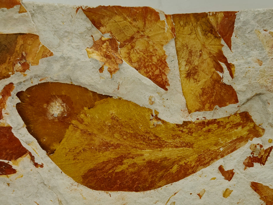 Fossil Leaves | Glossopteris browniana | Australia