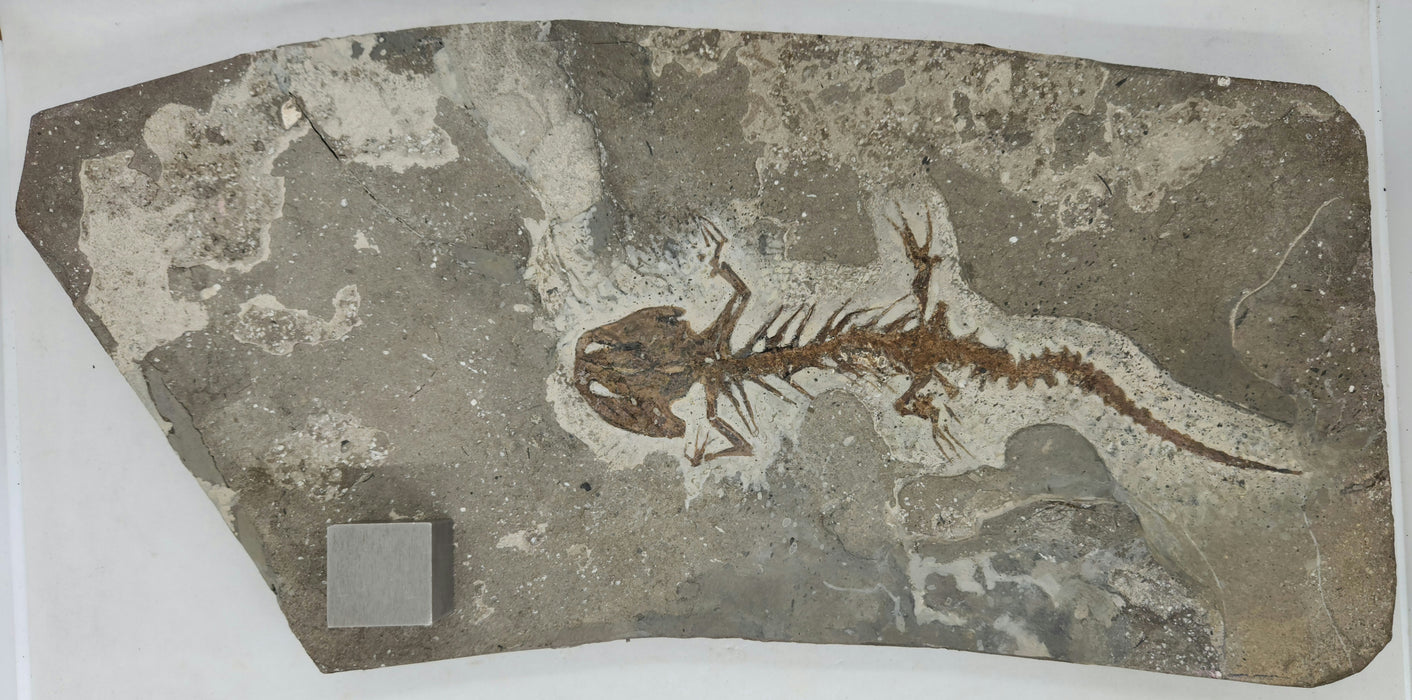 Fossil Salamander | Chelotriton paradoxus | Bosnia-Herzegovina