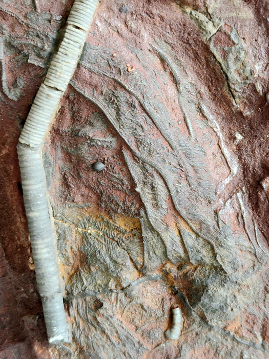 Upper Silurian Crinoid | Scyphocrinites elegans | Morocco