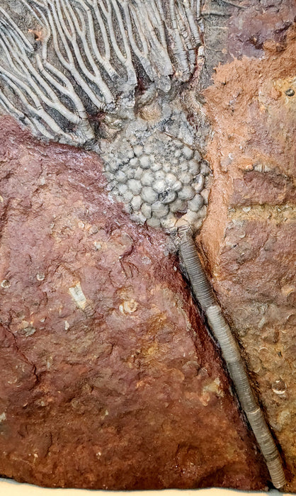 Upper Silurian Crinoid | Scyphocrinites elegans | Morocco