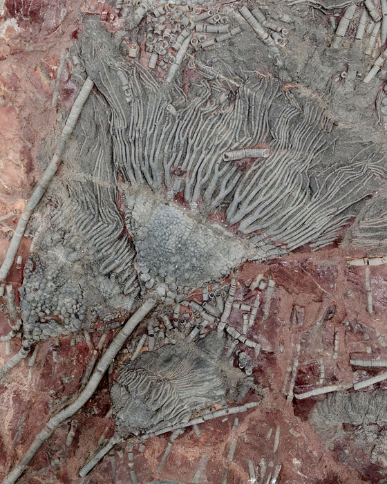 Upper Silurian Crinoid Plate | Scyphocrinites elegans | Morocco
