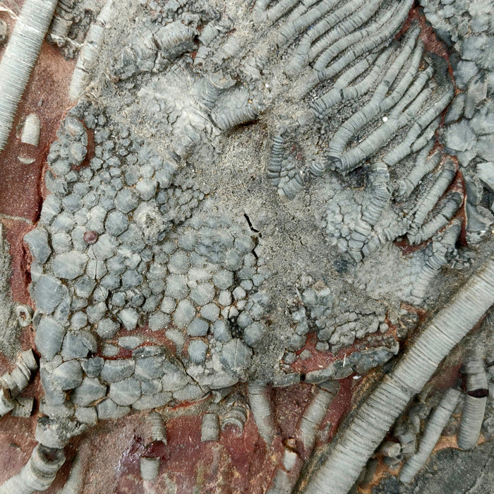 Upper Silurian Crinoid Plate | Scyphocrinites elegans | Morocco