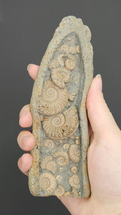 Ammonite Cluster | England