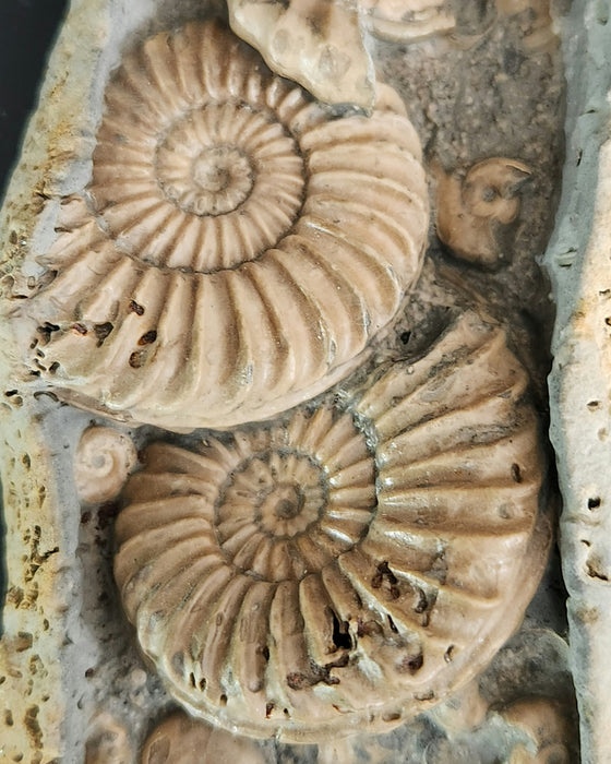 Ammonite Cluster | England