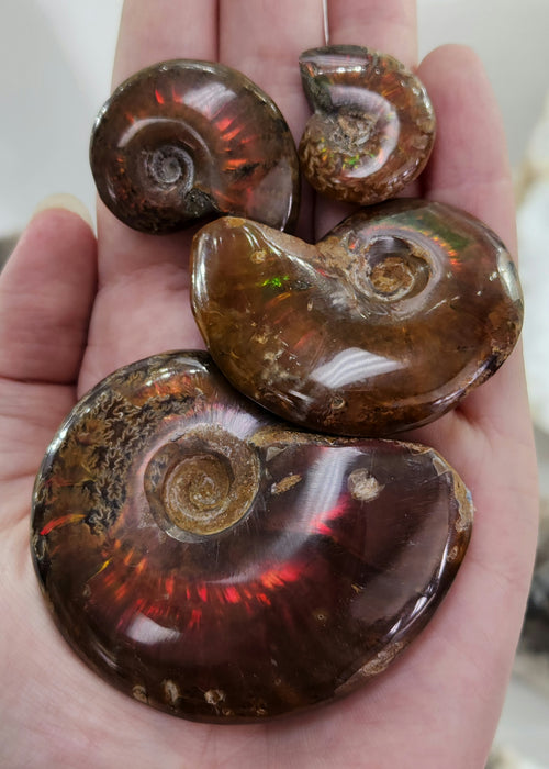 Fire Ammonites - Small | Medium | Large | Extra Large