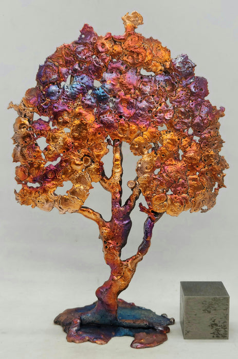 Beautiful Copper Splash Oak Tree