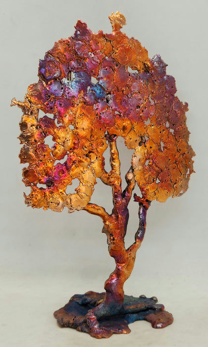 Beautiful Copper Splash Oak Tree